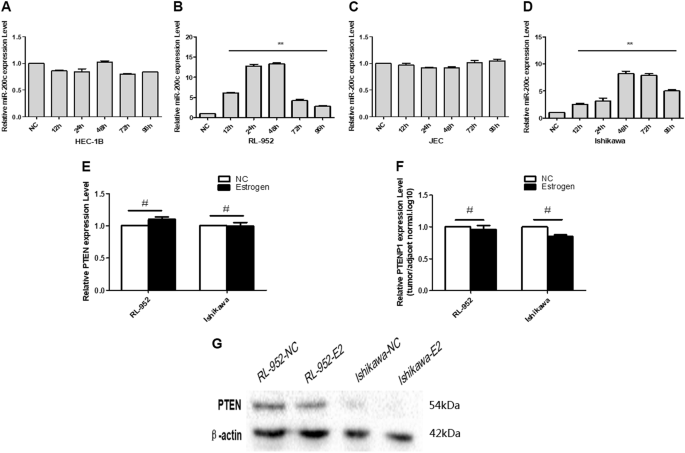 Fig. 4: E2 could adjust the expression of miR-200c and PTEN in EEC cell lines.
