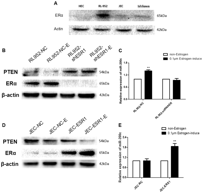 Fig. 5: E2 affected the expression of miR-200c and PTEN proteins through estrogen receptor Alpha.
