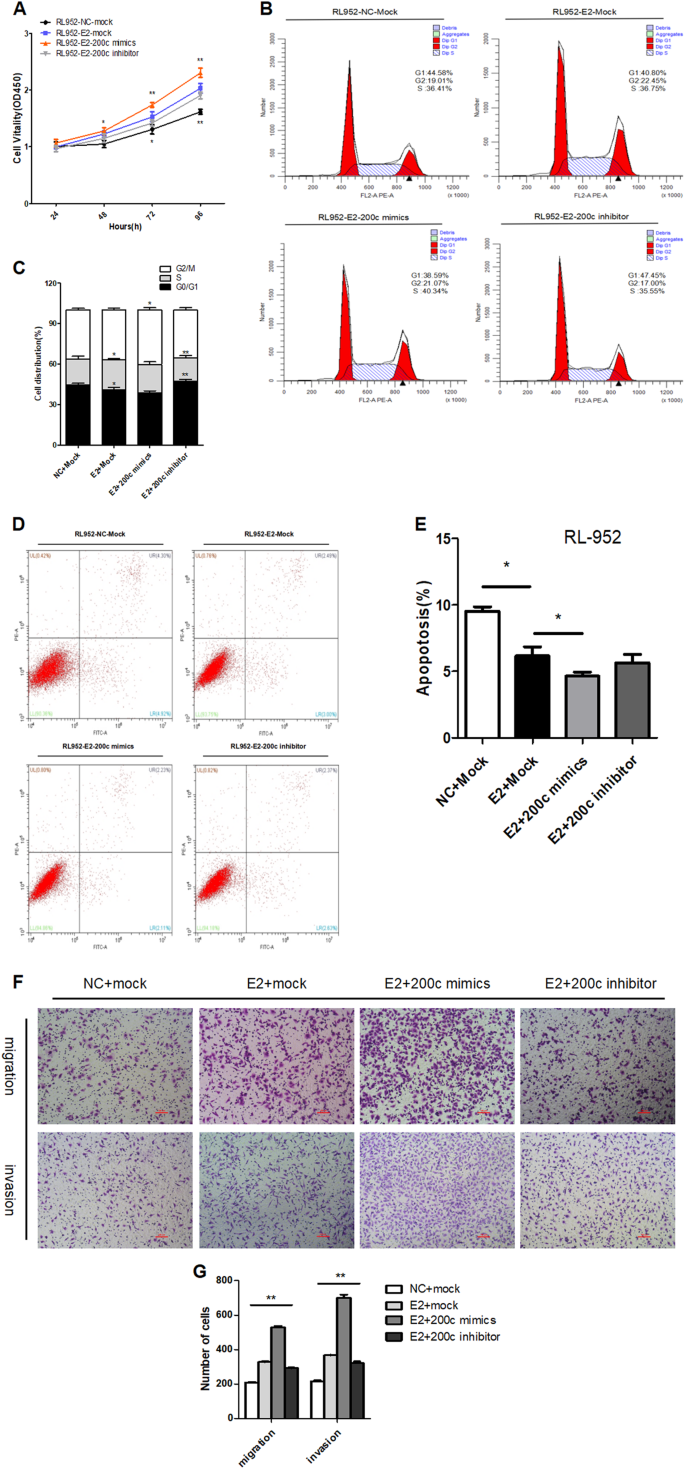 Fig. 6: E2 promoted cell proliferation, migration, invasion, and anti-apoptosis by upregulating miR-200c.