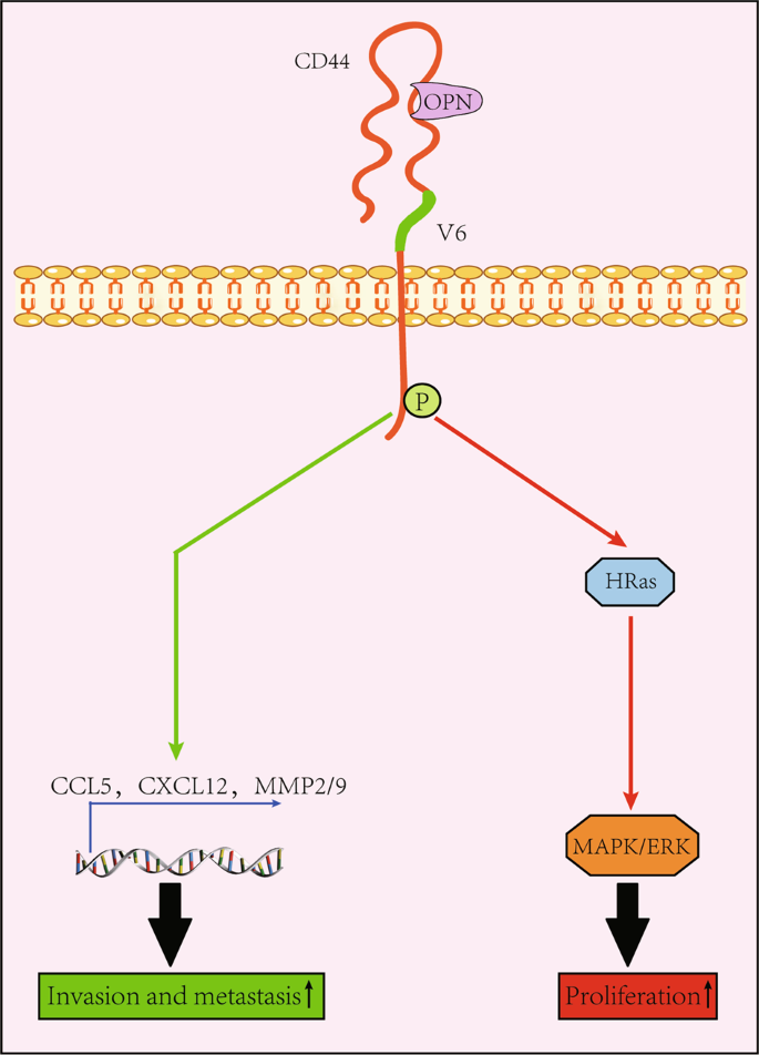 Fig. 2: Interactions between CD44 and OPN.