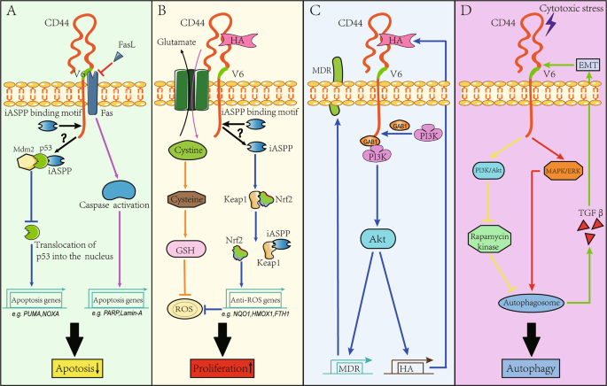Fig. 4: CD44v6 increases the resistance of CRC cells to anti-cancerous therapies.