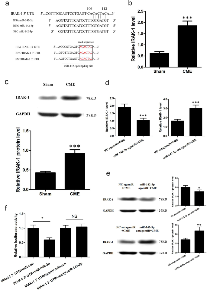 Fig. 4: miR-142-3p directly targets IRAK-1.