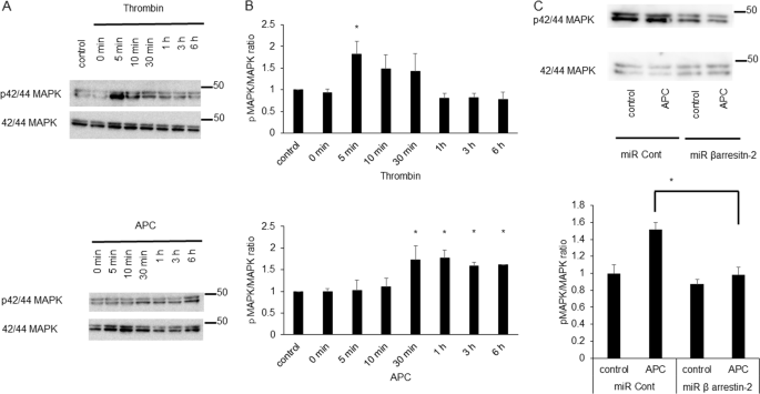 Fig. 3: The temporal profiles of MAPK 42/44 phosphorylation by thrombin or APC with time.