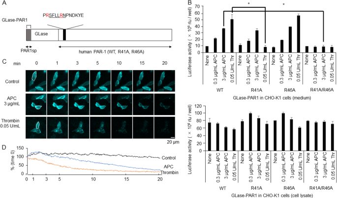 Fig. 4: Quantitative bioluminescence analyses of PAR-1 cleavage activities by APC and thrombin in living cells using GLase-PAR1 as a reporter protein.