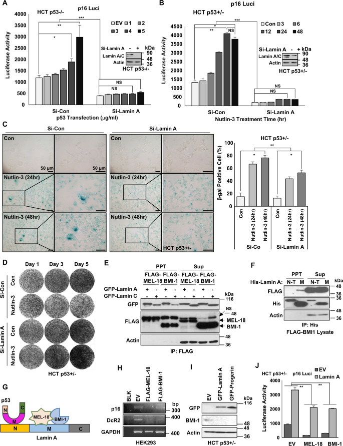 Fig. 6: Lamin A/p53 induce p16 via BMI-1/MEL-18.