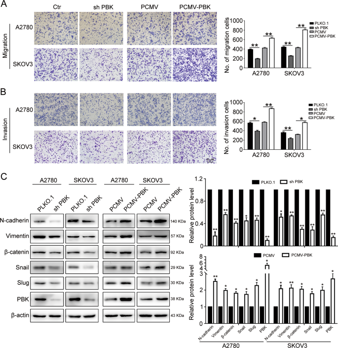 Fig. 3: PBK promotes migration and invasion of ovarian cancer cells.