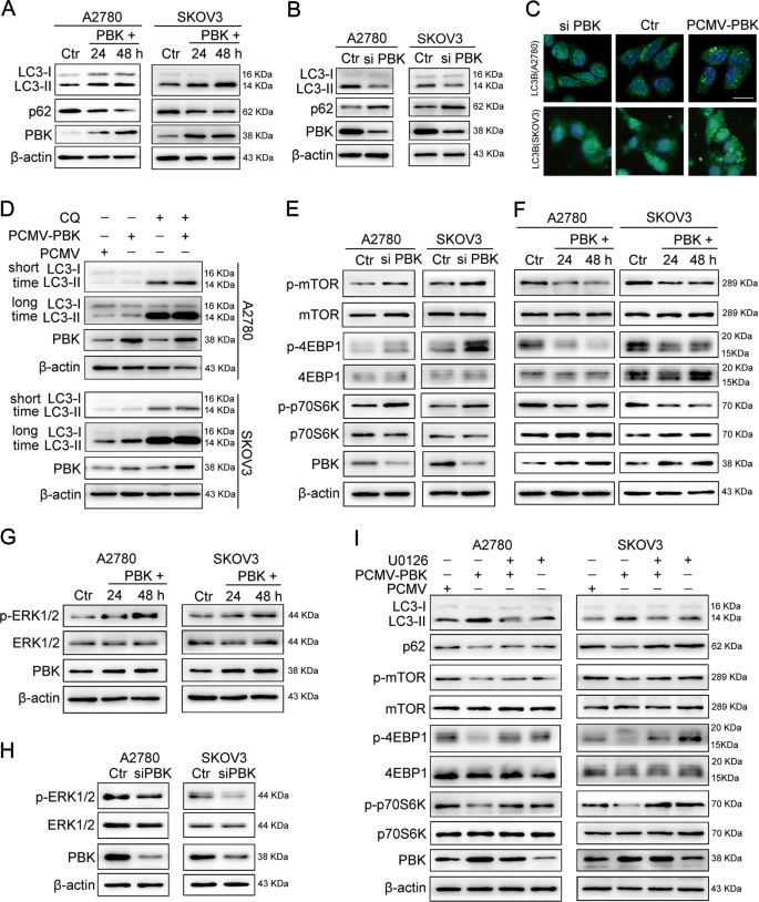 Fig. 4: PBK promotion of autophagy through ERK/mTOR signal pathway.