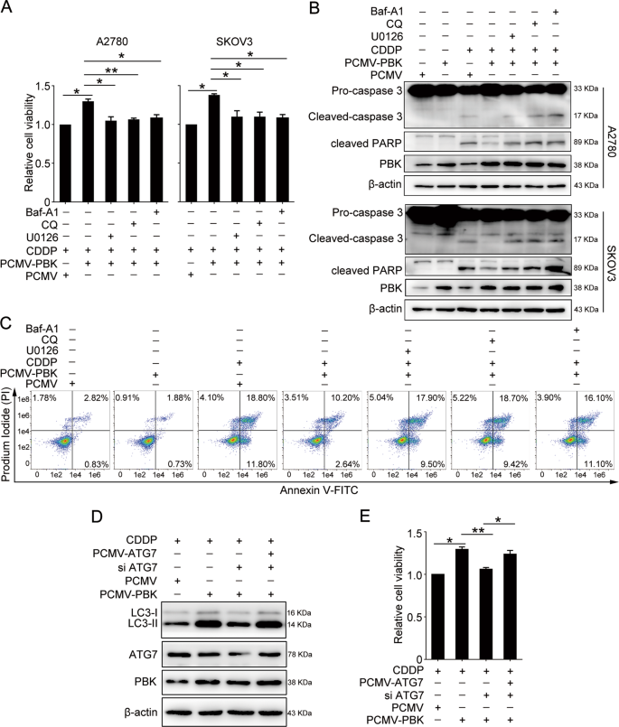 Fig. 5: PBK confers cisplatin resistance through autophagy and ERK/mTOR axis.