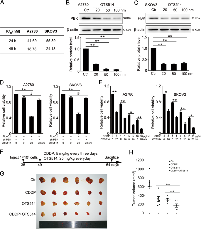 Fig. 6: PBK inhibitor enhances the lethality effect of cisplatin.