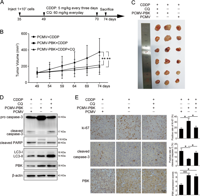 Fig. 7: PBK promotes cisplatin resistance through autophagy in xenograft.