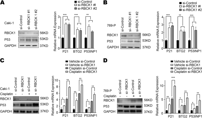 Fig. 5: RBCK1 controls p53 protein levels and expression of p53 target genes.