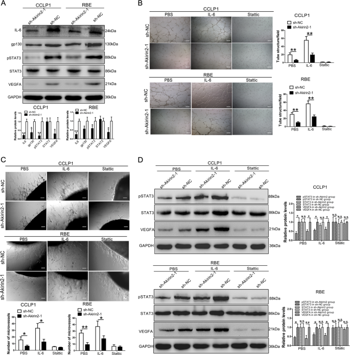 Fig. 5: Akirin2 stimulates VEGFA expression via activating IL-6/STAT3 signaling pathway.