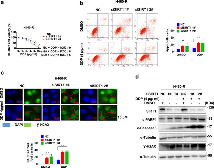 Fig. 2: Knockdown of SIRT1 reverses chemoresistance.