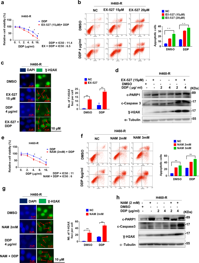 Fig. 3: Chemical inhibitors of SIRT1 impair chemoresistance.