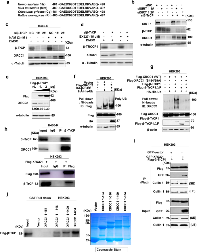 Fig. 5: β –TrCP is the E3 ligase for XRCC1.