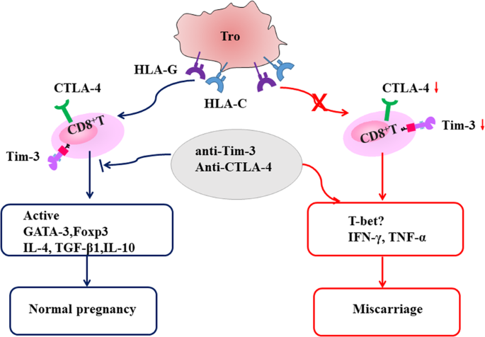 The Appropriate Frequency And Function Of Decidual Tim 3 Ctla 4 Cd8 T Cells Are Important In Maintaining Normal Pregnancy Cell Death Disease