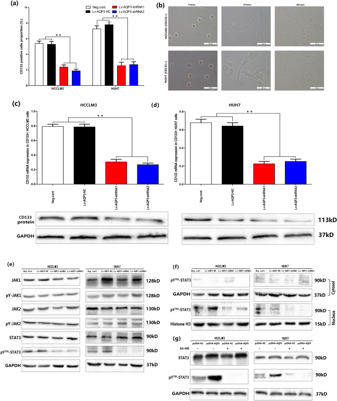 Fig. 5: AQP3 regulated CD133 and pY705-STAT3 expression.