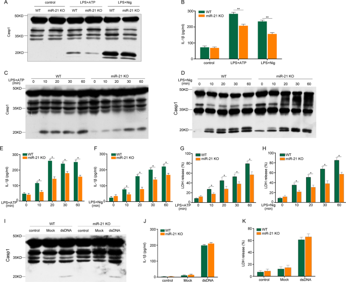 Fig. 1: miR-21 deficiency inhibits NLRP3 but not AIM2 inflammasome activation and IL-1β secretion in macrophages.