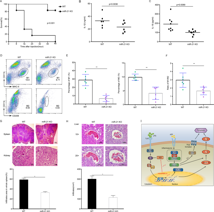 Fig. 6: miR-21 deficiency relieves LPS-induced septic shock and organ damage.