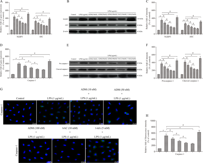 Fig. 1: ADM inhibits the expression of NLRP3, ASC and caspase-1 in LPS-exposed Leydig cells.
