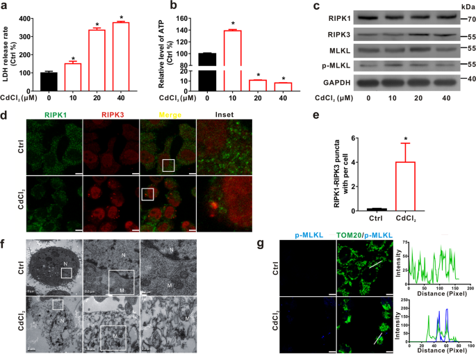 Fig. 2: CdCl2 induces necroptosis in L02 cells.