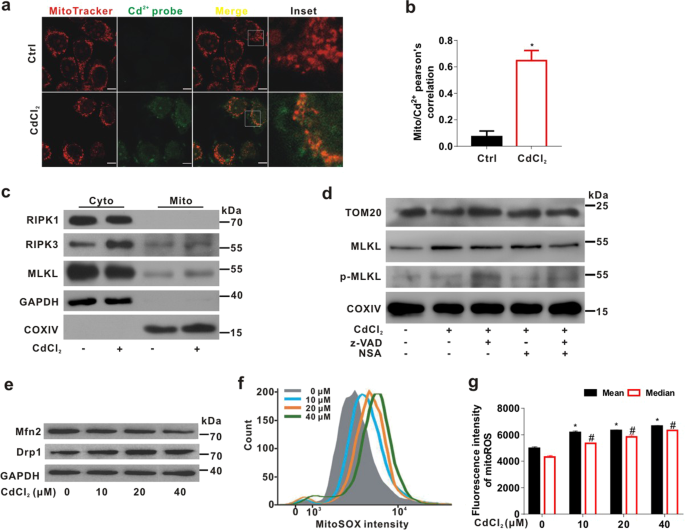 Fig. 3: Mitochondria-distributed Cd2+ induces necrosome translocation to mitochondria and MQC disorder in L02 cells.