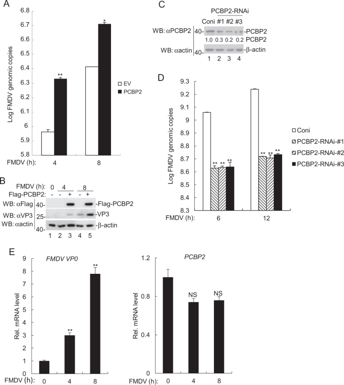 Fig. 1: PCBP2 potentiates FMDV replication.