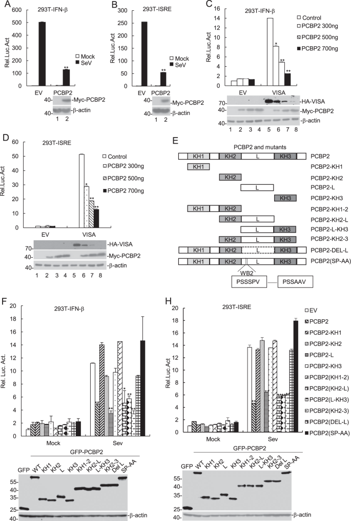 Fig. 3: PCBP2 inhibits IFN-β signaling pathway.