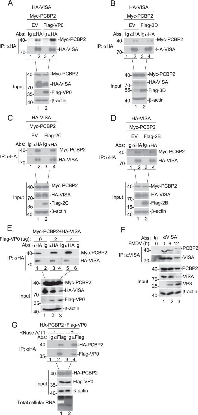 Fig. 5: Effects of overexpression of FMDV proteins on the interaction between PCBP2 and VISA.