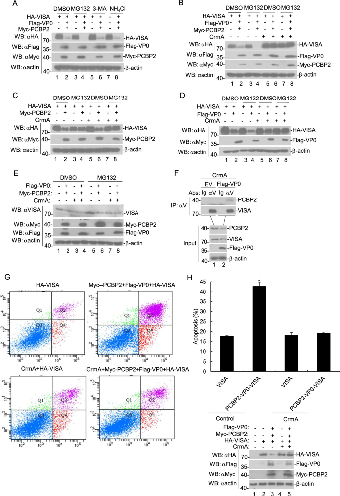 Fig. 7: FMDV VP0 coexpresses with PCBP2-mediated degradation of VISA via the apoptotic pathway.