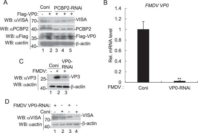 Fig. 8: Effect of endogenous PCBP2 and FMDV VP0 on the expression of VISA.
