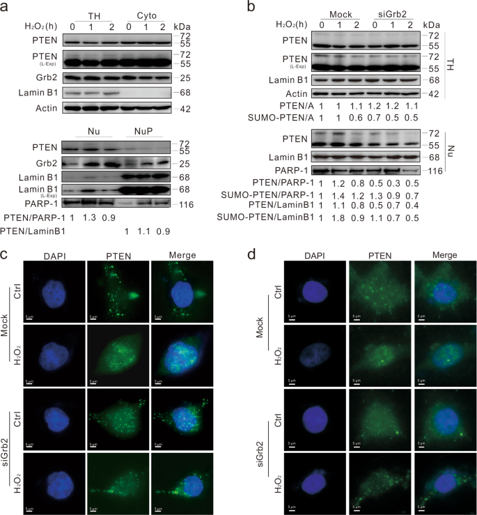 Fig. 6: Depletion of Grb2 prevents PTEN from translocating into nucleus.