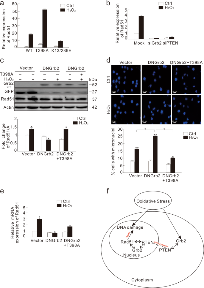 Fig. 8: Overexpression of nuclear-located PTEN reduces H2O2-induced micronuclei formation in DN Grb2-transfected cells.