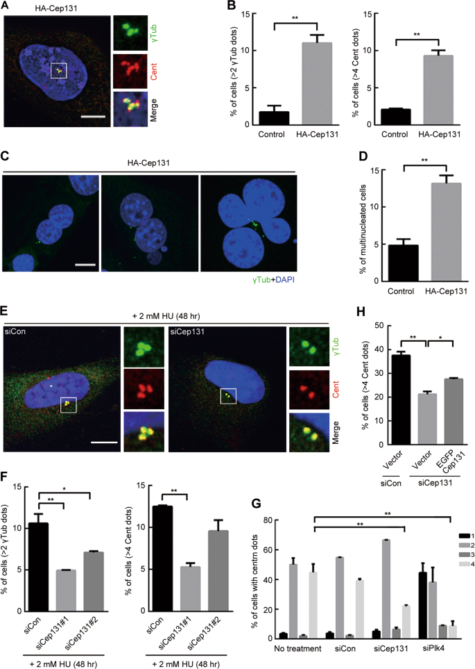 Fig. 1: Cep131 overexpression induces centrosome amplification and genomic aberration.