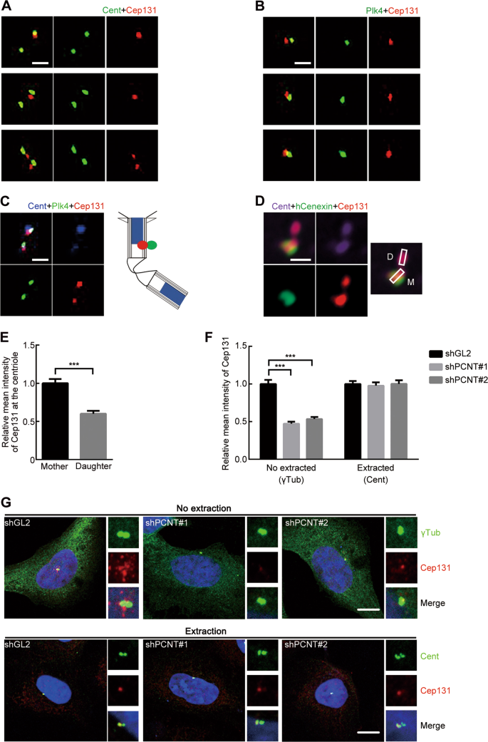 Fig. 2: Localization of Cep131 at the centriole.