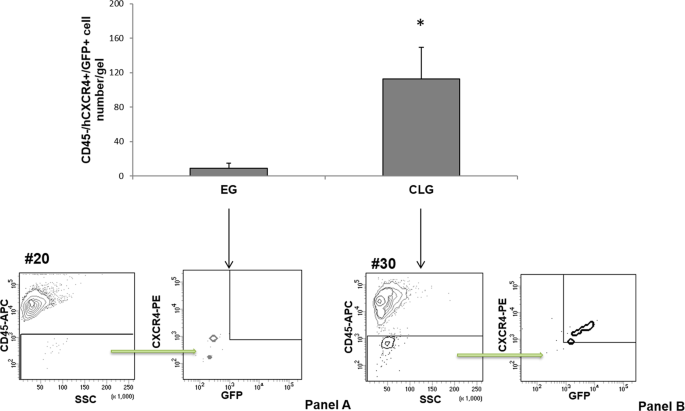 Fig. 3: CLG in vivo captured Circulating Tumor Cells (CTCs).