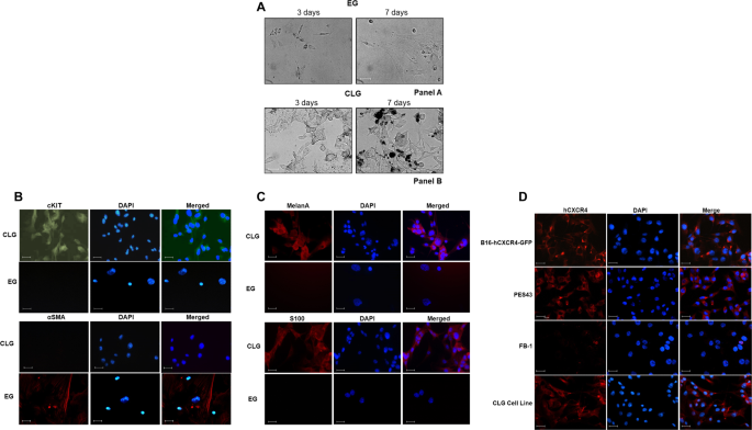 Fig. 6: In vitro characterization of CLG/EG recovered cells.