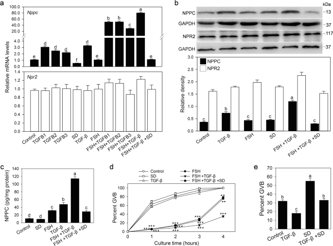 Transforming Growth Factor B Is Involved In Maintaining Oocyte Meiotic Arrest By Promoting Natriuretic Peptide Type C Expression In Mouse Granulosa Cells Cell Death Disease