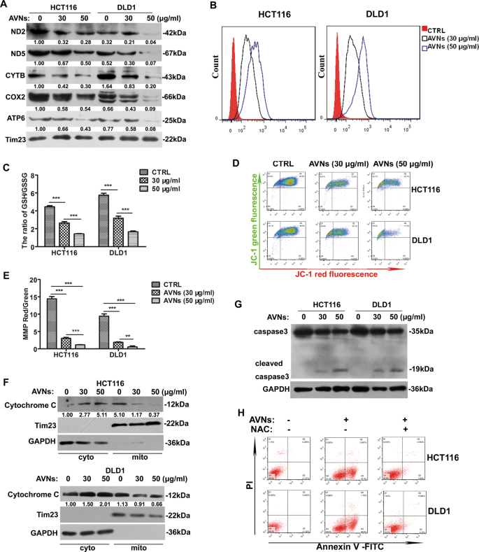 Fig. 3: AVNs attenuated mitochondrial translation and increased ROS production to induce apoptosis of CRC cells.