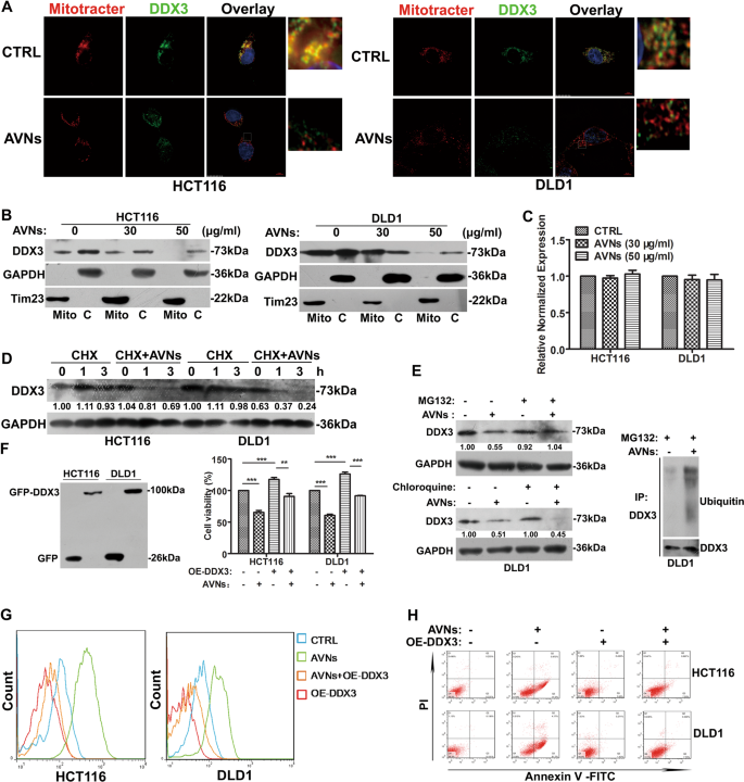 Fig. 5: AVNs blocked mitochondrial translation via DDX3 to trigger apoptosis of CRC cells.