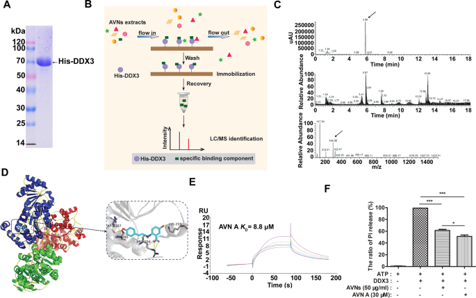 Fig. 6: Identification of AVN A as a potent DDX3-bound ingredient from AVNs extracts.