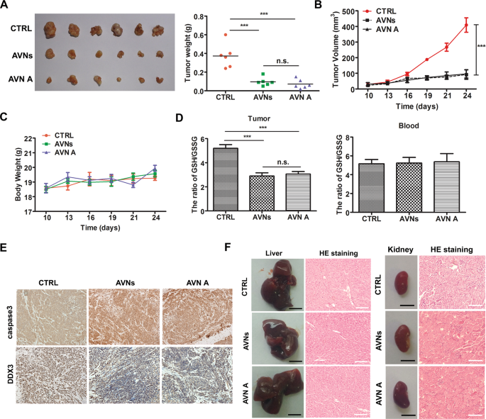 Fig. 8: Targeting DDX3 contributes to the in vivo anti-tumor activity of AVNs and AVN A.