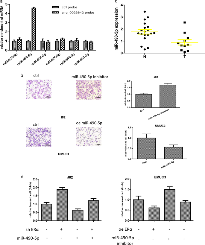 Fig. 4: ERα inhibits BCa cell invasion by altering circ_0023642/miR-490-5p signaling.