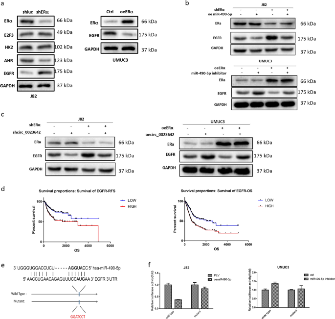 Fig. 5: ERα/circ_0023642/miR-490-5p signaling decreases BCa cell invasion by altering EGFR signaling.