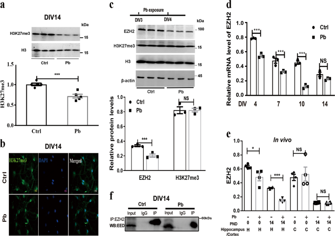 Fig. 1: Pb reduces H3K27me3 levels via suppressing the expression of EZH2 at early culture stage.