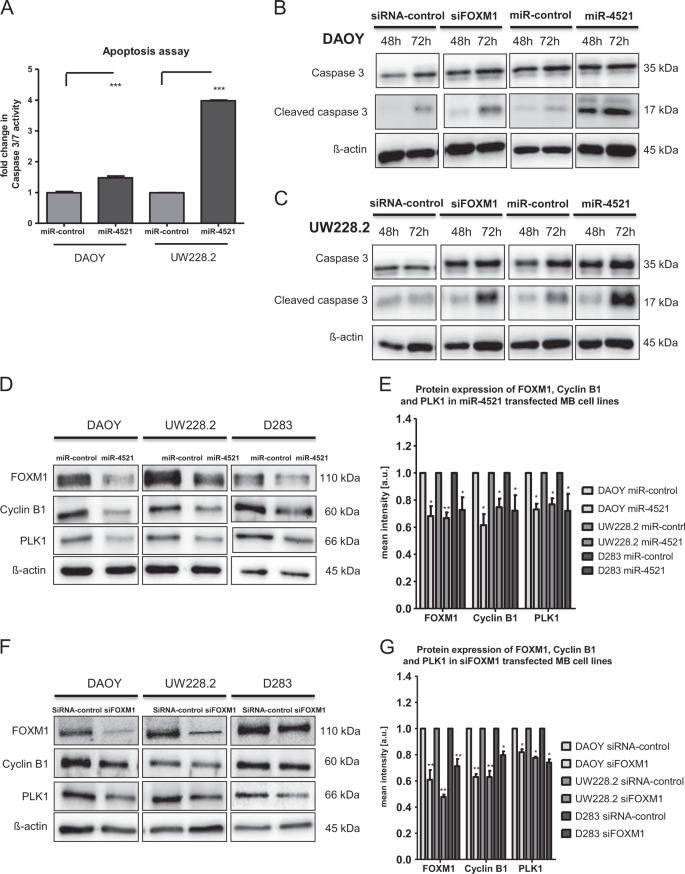 Fig. 5: miR-4521 induces apoptosis via the caspase 3/7 axis.