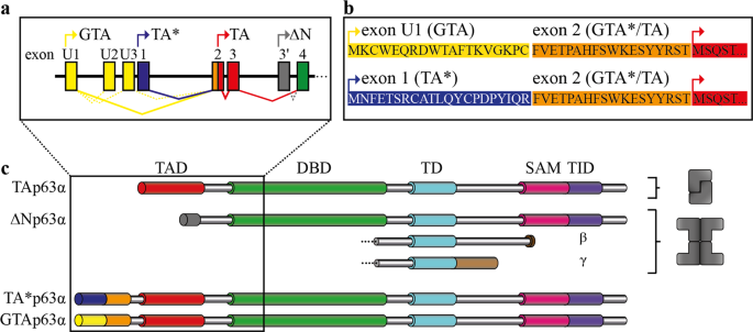Fig. 1: Exons encoding the N-terminal p63 isoforms, domain architecture as well as oligomeric conformation of p63 isoforms.