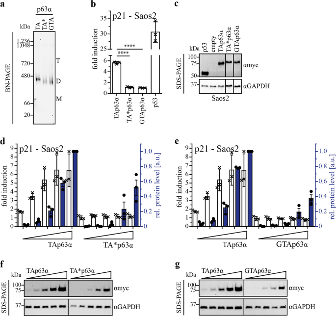 Fig. 2: Oligomeric conformation and transactivation potential of TA*p63α and GTAp63α.