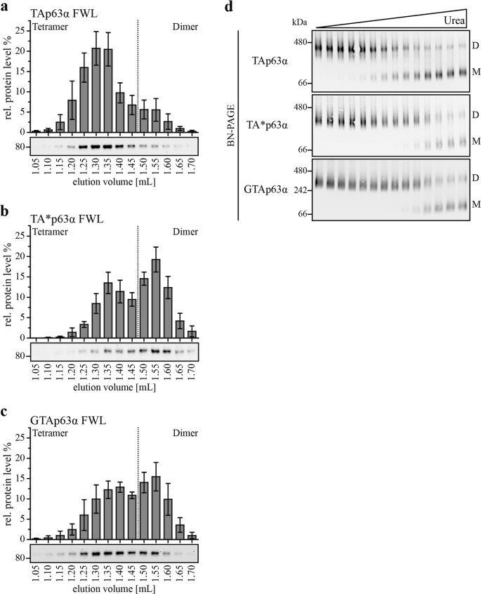 Fig. 3: The novel isoforms show a higher kinetic stability in their dimeric state compared to TAp63α.