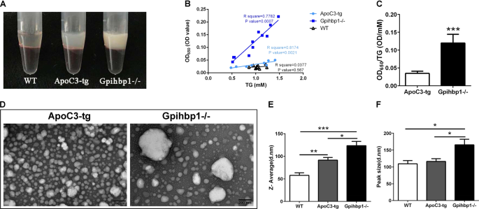 Fig. 1: Different size of triglyceride-rich lipoprotein particles between Gpihbp1−/− and ApoC3-tg mice.